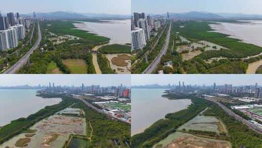 深圳红树林保护区高清在线视频素材下载