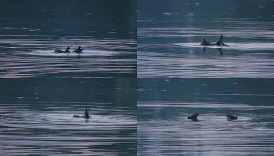 水面上嬉戏的水鸟高清在线视频素材下载
