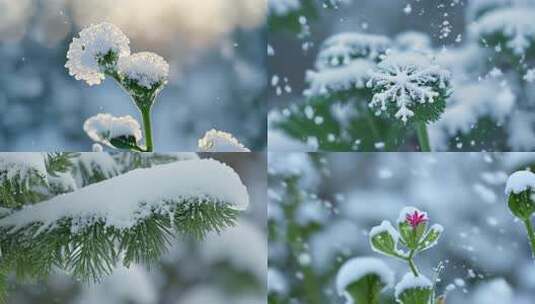 唯美冬季 飘雪 花朵 植物特写雪景 (3)高清在线视频素材下载