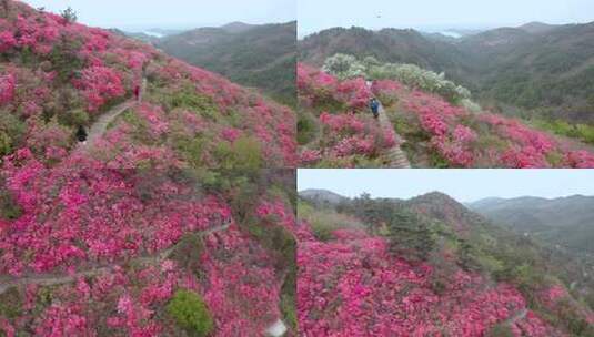 湖北黄陂云雾山杜鹃花高清在线视频素材下载