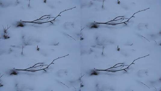 冬天 冬季 寒冷 凄凉 冷漠高清在线视频素材下载