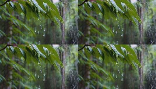 雨中树叶滴落雨滴高清在线视频素材下载