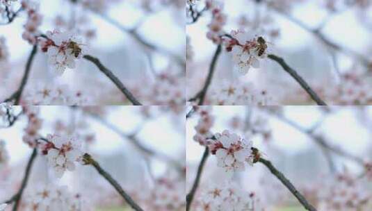 蜜蜂采蜜特写高清在线视频素材下载