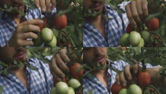 男人从一串西红柿上摘下熟透的西红柿高清在线视频素材下载