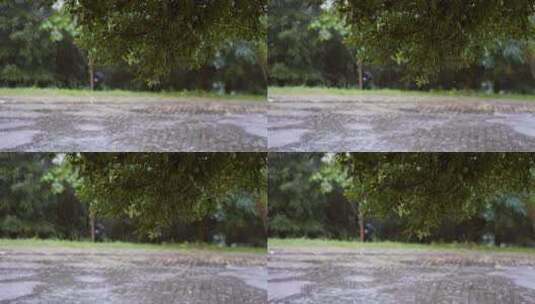 雨中的森林高清在线视频素材下载