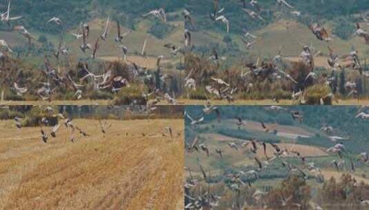 鸟群飞过田野间高清在线视频素材下载
