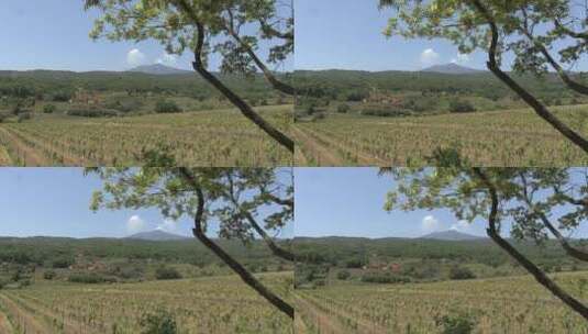 葡萄种植园高清在线视频素材下载