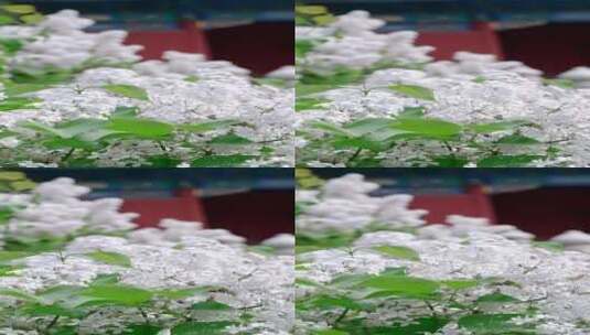 春天中国北京故宫博物院内绽放的丁香花高清在线视频素材下载