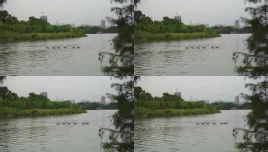 2022广州海珠湖鸭子倒影水边公园高清在线视频素材下载