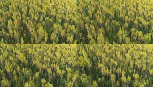 航拍金色的树林风景高清在线视频素材下载