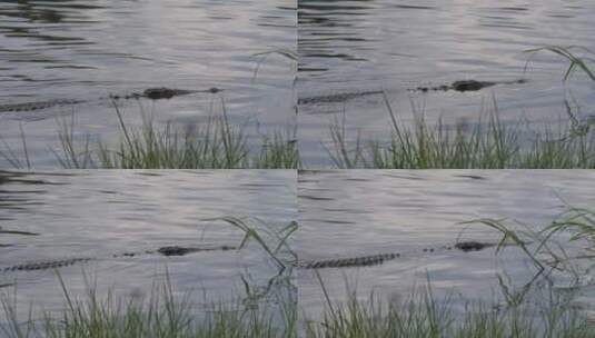 鳄鱼在湖里游泳高清在线视频素材下载