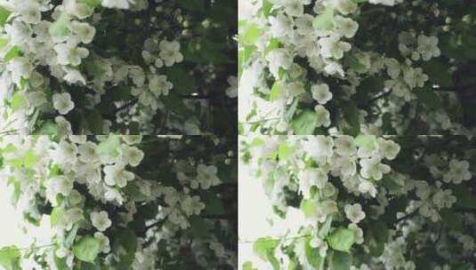 覆盖在树上的白花高清在线视频素材下载