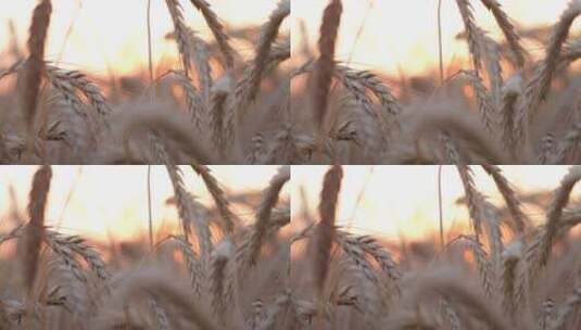 夕阳西下的小麦作物高清在线视频素材下载