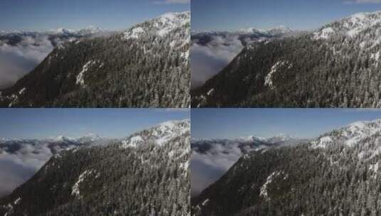 雪山上的松林高清在线视频素材下载