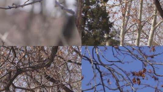 【镜头合集】寒冷冬天树枝树叶掉光木头高清在线视频素材下载