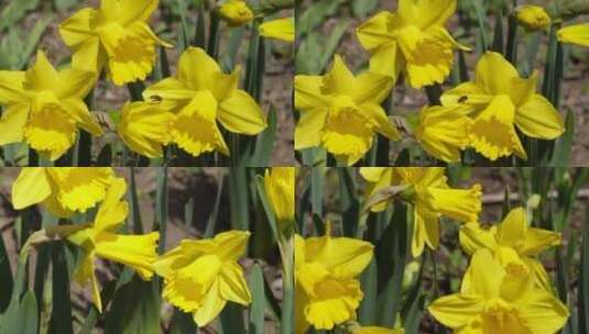 【镜头合集】鲜花花朵黄色洋水仙进口花卉高清在线视频素材下载