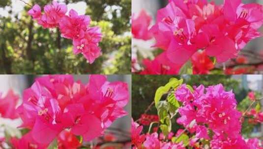 唯美的鲜花 深圳市花高清在线视频素材下载