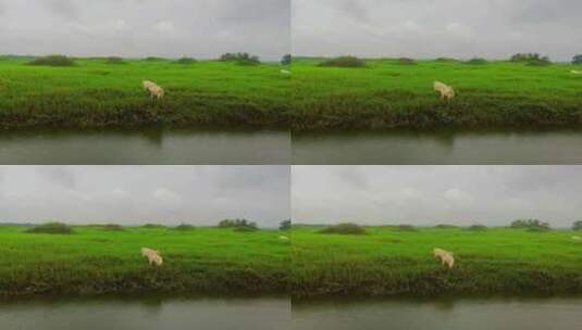 草地牧羊悠闲羊群高清在线视频素材下载