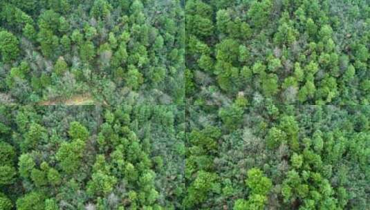 4k俯瞰松林森林航拍高清在线视频素材下载