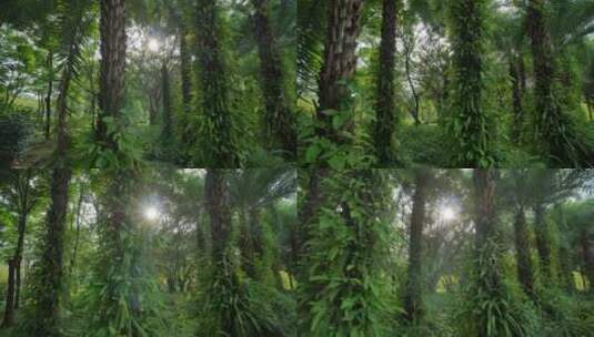 清晨唯美阳光穿过树林热带雨林原始森林高清在线视频素材下载