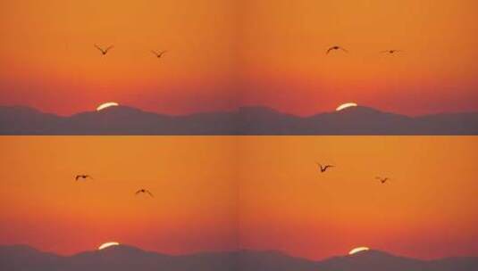 海鸥在明亮的橙色天空中飞翔高清在线视频素材下载