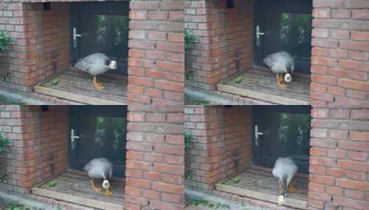 斑头雁鸭子攻击动作高清在线视频素材下载