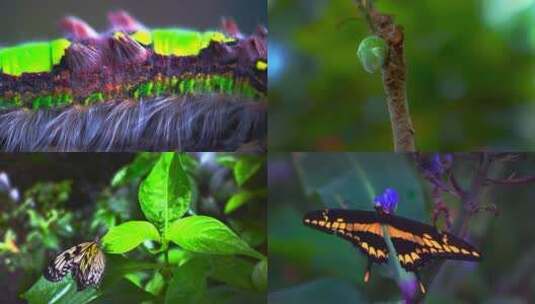 小蝴蝶的生长变化毛毛虫蝴蝶化蛹成蝶2分钟高清在线视频素材下载