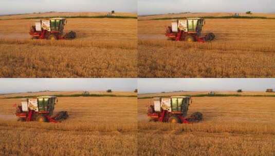 麦田小麦成熟收割高清在线视频素材下载