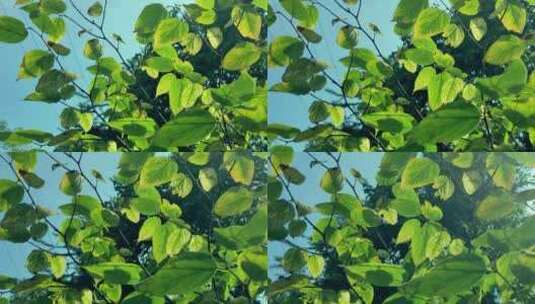 空镜头 阳光下的树叶高清在线视频素材下载