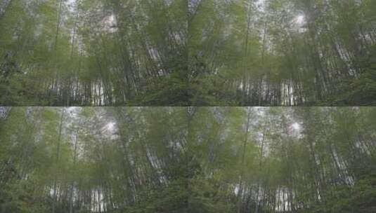 阳光透过竹林，风吹竹林高清在线视频素材下载