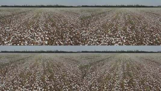 新疆巴音郭楞且末县棉花种植农田高清在线视频素材下载