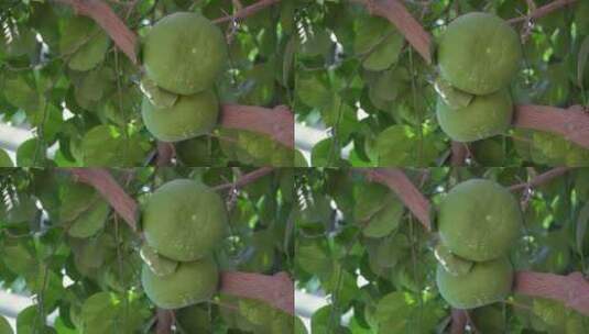文旦青柚子水果果农硕果累累高清在线视频素材下载