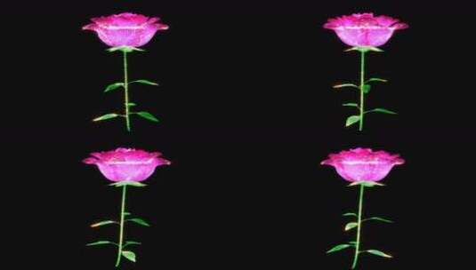 浪漫玫瑰花朵高清在线视频素材下载