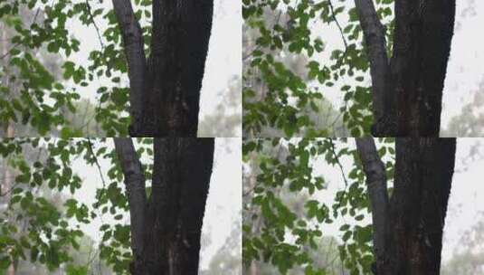 下雨天雨水拍打树叶高清在线视频素材下载