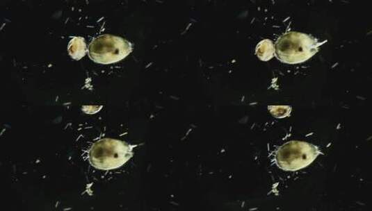 显微镜下的浮游生物，介形虫1高清在线视频素材下载