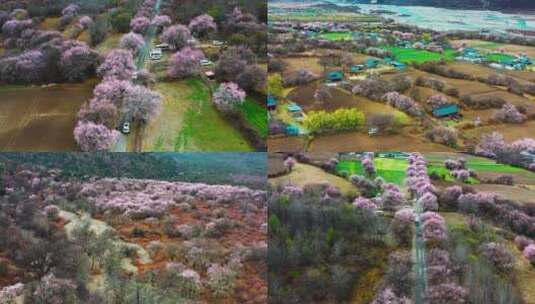 4K林芝波密桃花沟旅游景点赏桃花的人航拍高清在线视频素材下载