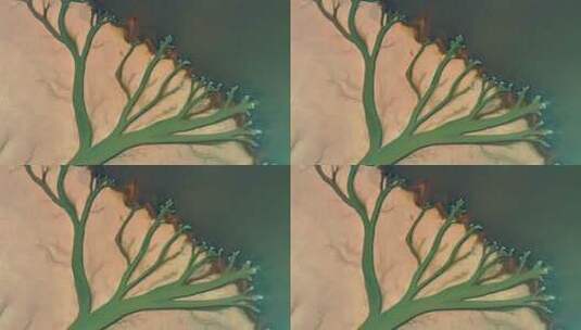 江西省南昌市鄱阳湖金溪咀大地之树航拍高清在线视频素材下载