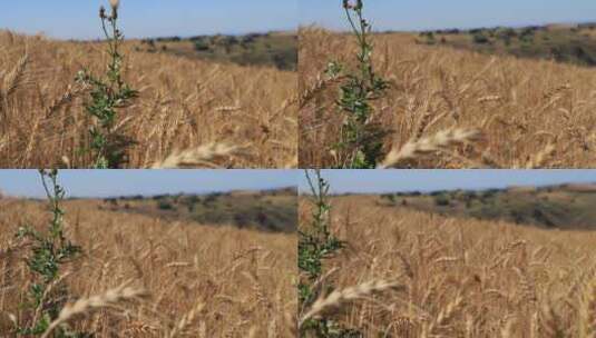 新疆江布拉克麦田风吹麦浪小麦麦穗特写高清在线视频素材下载