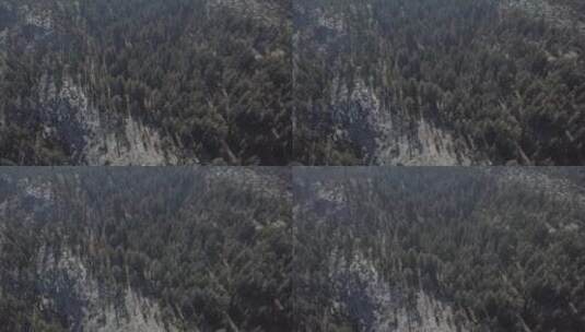 无人机拍摄国家公园森林景观高清在线视频素材下载