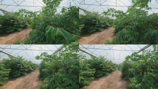 杨桃树现代化温室大棚果园果树栽培高清在线视频素材下载