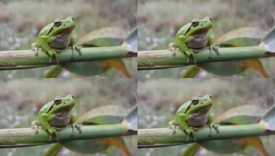 绿色青蛙坐在树枝上高清在线视频素材下载