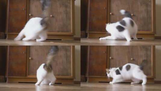 可爱的猫捕捉激光指针光低角度拍摄高清在线视频素材下载