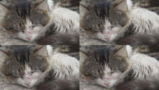 满脸新伤疤的熟睡猫高清在线视频素材下载