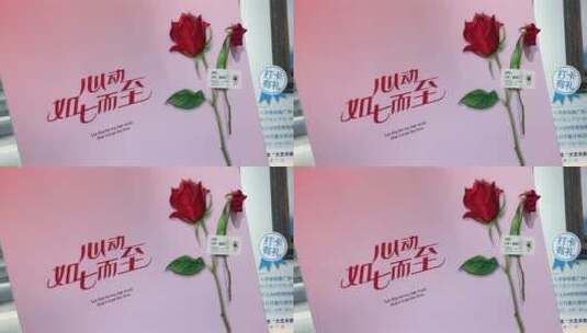 七夕节，济南街头“应急玫瑰”花朵高清在线视频素材下载