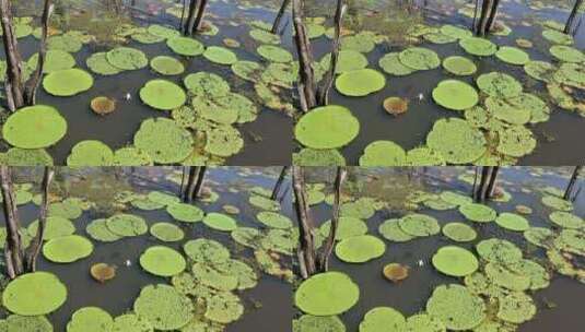 河面上的睡莲景观高清在线视频素材下载