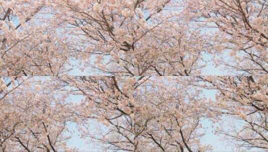 蓝天下盛开的樱花高清在线视频素材下载
