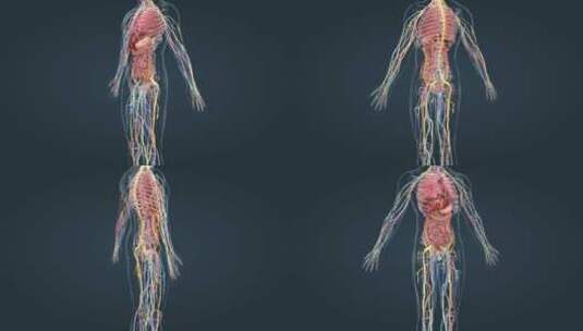 医学三维动画消化系统十二指肠3D医疗动画高清在线视频素材下载