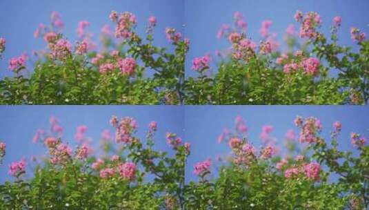 盛开在蓝天下的花树高清在线视频素材下载