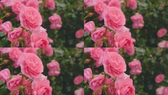 美丽的粉红色玫瑰花朵高清在线视频素材下载