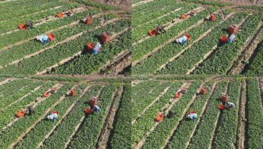 俯拍农民弯腰在菜心田地采收高清在线视频素材下载
